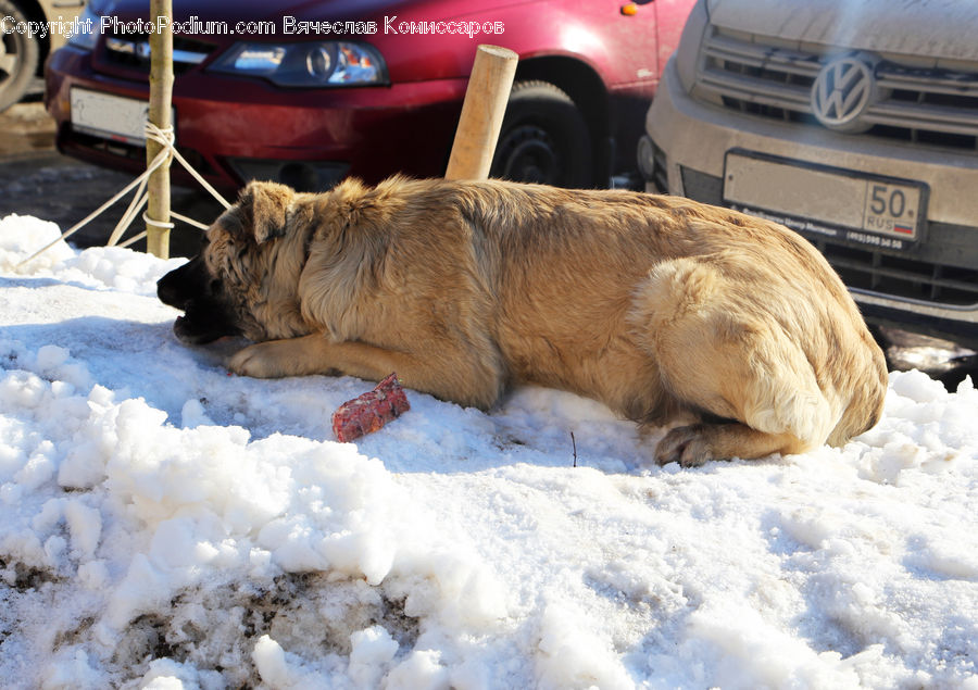 Bumper, Car, Animal, Canine, Dog, Golden Retriever, Mammal