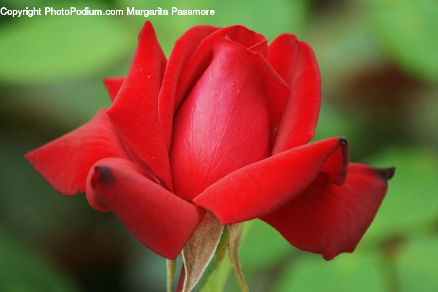 Blossom, Flora, Flower, Plant, Rose, Gladiolus, Geranium