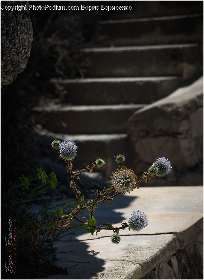 Conifer, Fir, Plant, Tree, Dill, Potted Plant, Flora