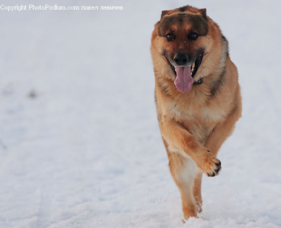 Animal, Canine, Collie, Dog, Mammal, Pet, Golden Retriever