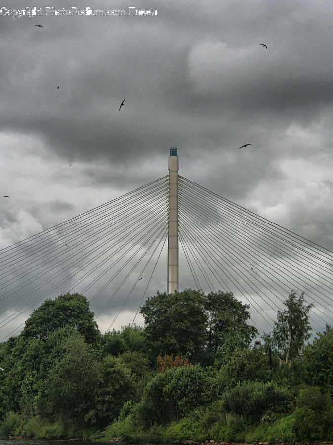 Bridge, Viaduct, Freeway, Highway, Road, Conifer, Fir