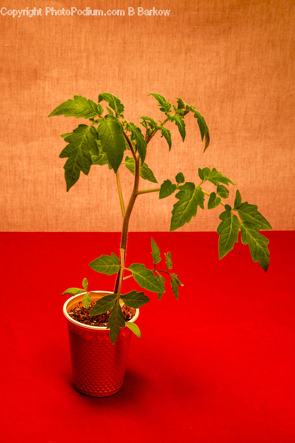 Blossom, Flora, Flower, Geranium, Plant, Herbs, Mint