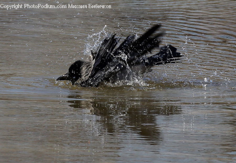 Bird, Black Swan, Swan, Waterfowl