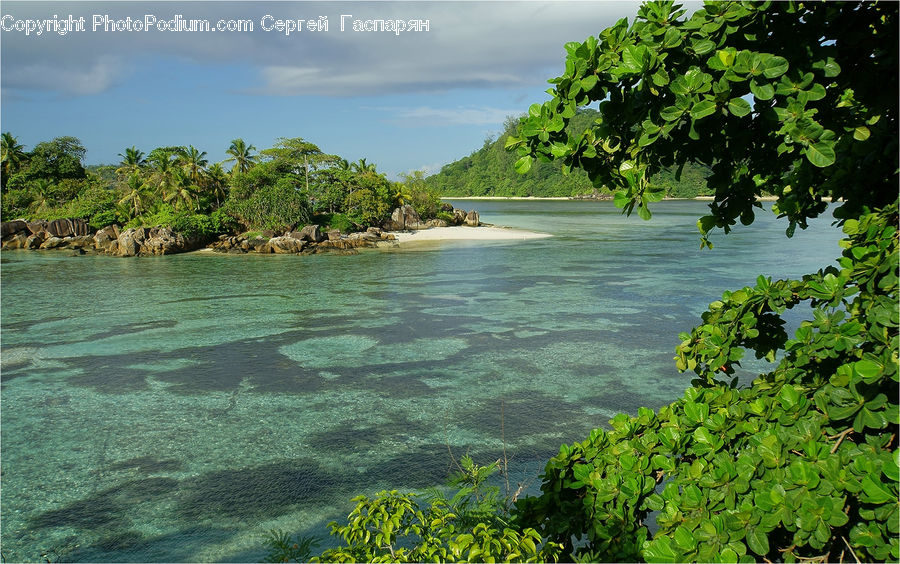 Plant, Vegetation, Beach, Coast, Outdoors, Sea, Water