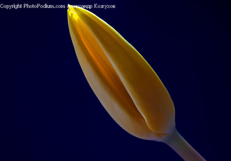 Blossom, Crocus, Flora, Flower, Plant