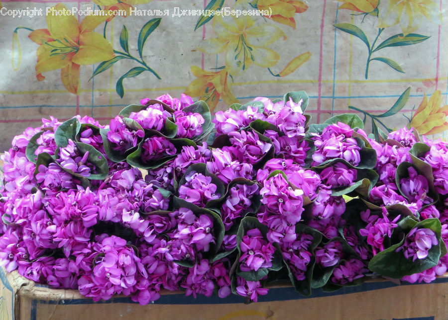 Blossom, Flora, Flower, Geranium, Plant, Floral Design, Flower Arrangement