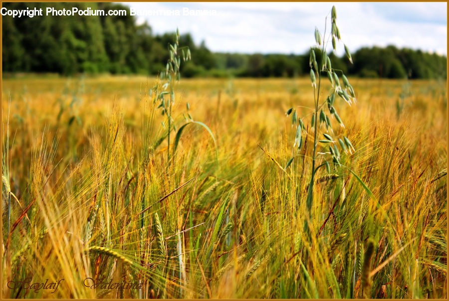 Grain, Wheat, Field, Grass, Grassland, Plant, Blossom