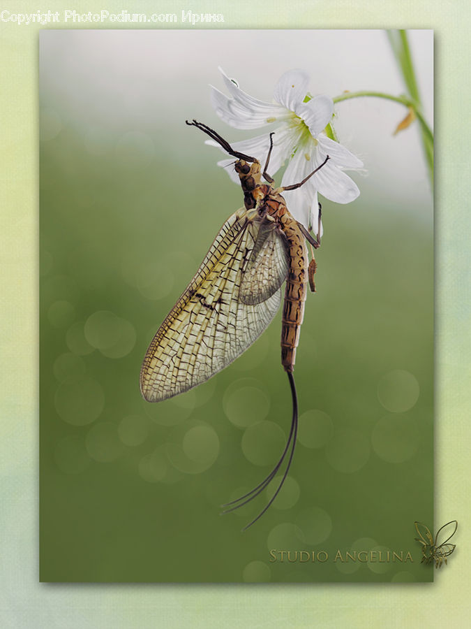 Butterfly, Insect, Invertebrate, Mosquito, Gift, Anisoptera, Dragonfly