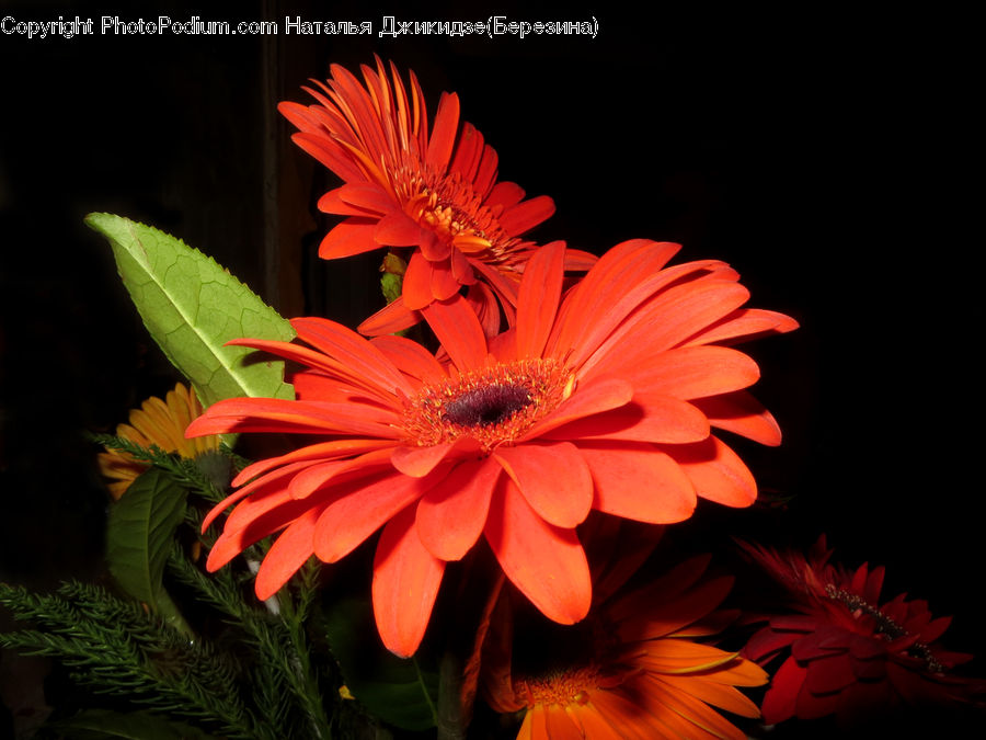 Plant, Potted Plant, Blossom, Flora, Flower, Petal, Dahlia