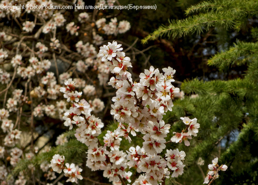 Blossom, Flora, Flower, Plant, Potted Plant, Cherry Blossom, Apiaceae