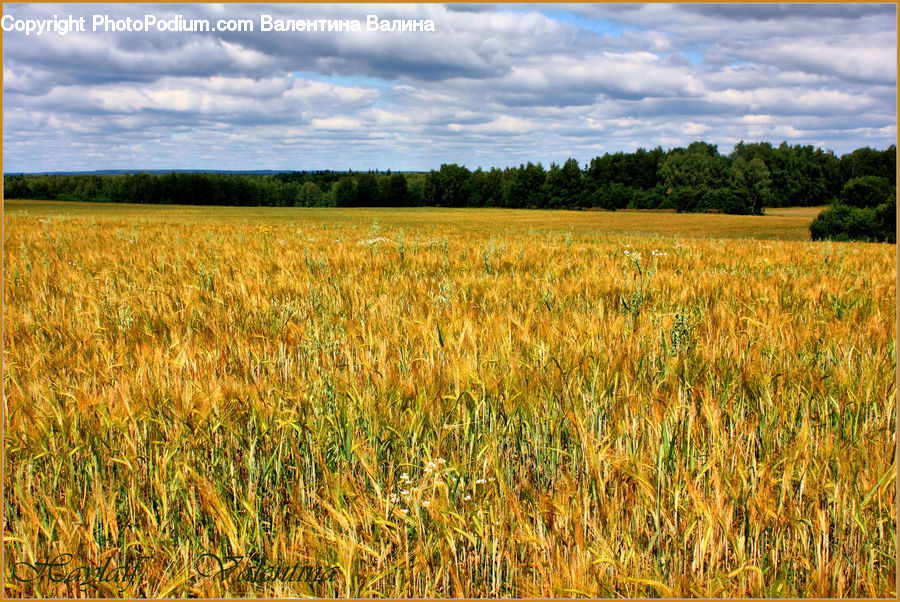 Field, Grain, Wheat, Grass, Grassland, Plant