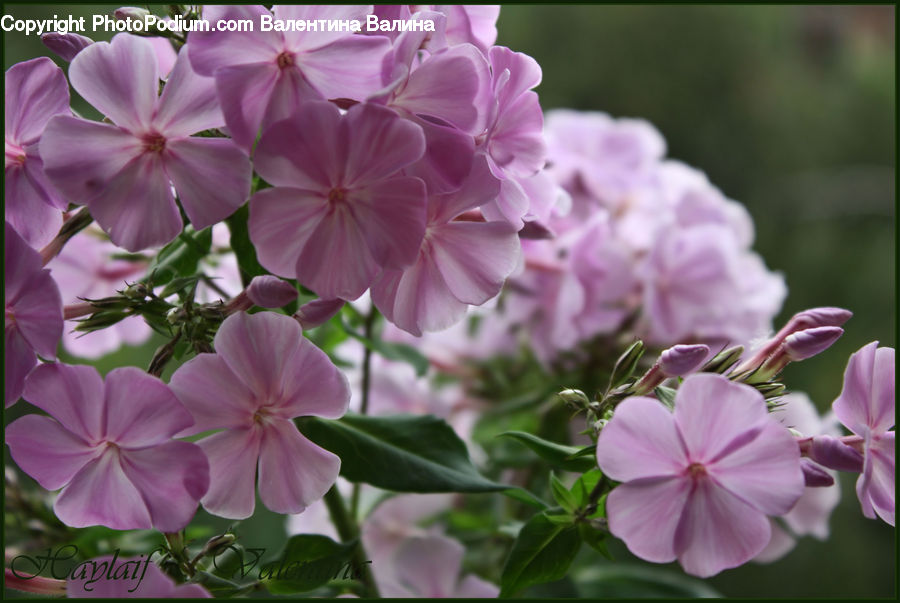 Blossom, Flora, Flower, Geranium, Plant, Cherry Blossom
