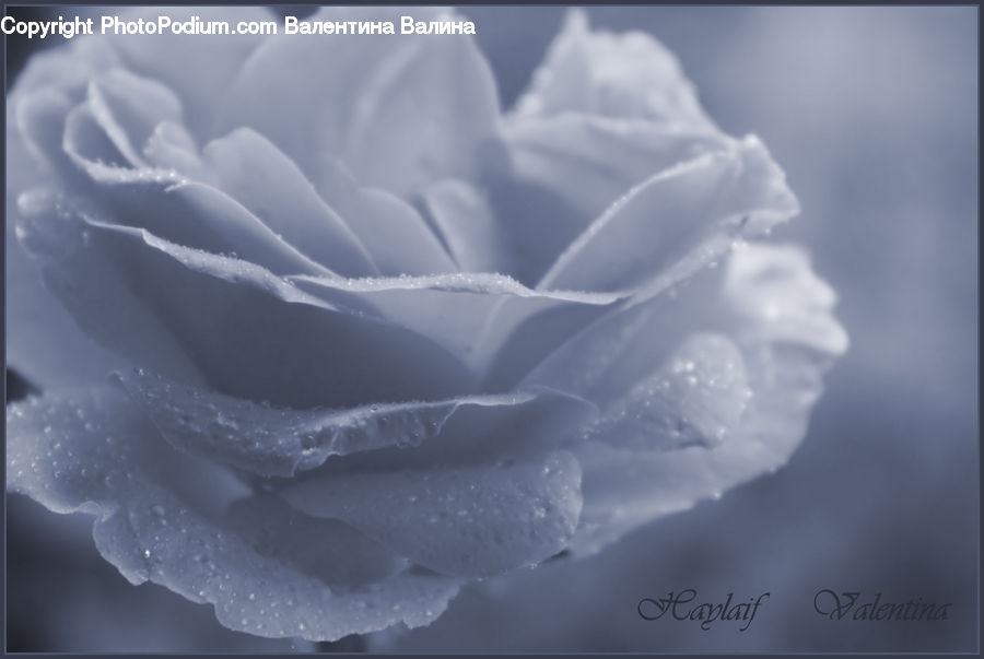 Blossom, Carnation, Flower, Plant, Peony, Rose, Flora