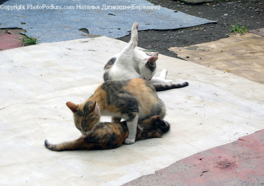 Animal, Zoo, Asleep, Abyssinian, Cat, Mammal, Pet