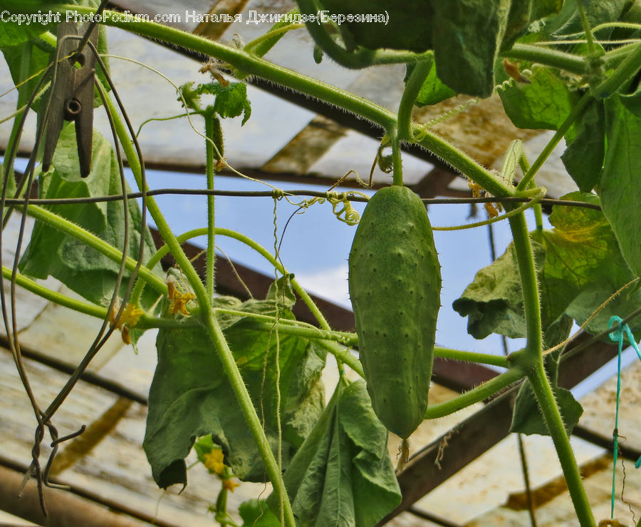 Cucumber, Vegetable, Acanthaceae, Annonaceae, Fruit, Plant, Vine