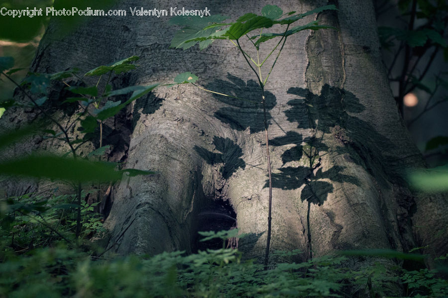 Cave, Plant, Tree, Ivy, Vine, Outdoors, Forest