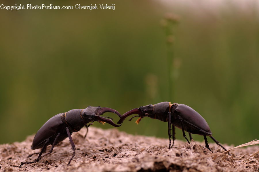 Dung Beetle, Insect, Invertebrate, Ant, Cockroach, Moss, Plant