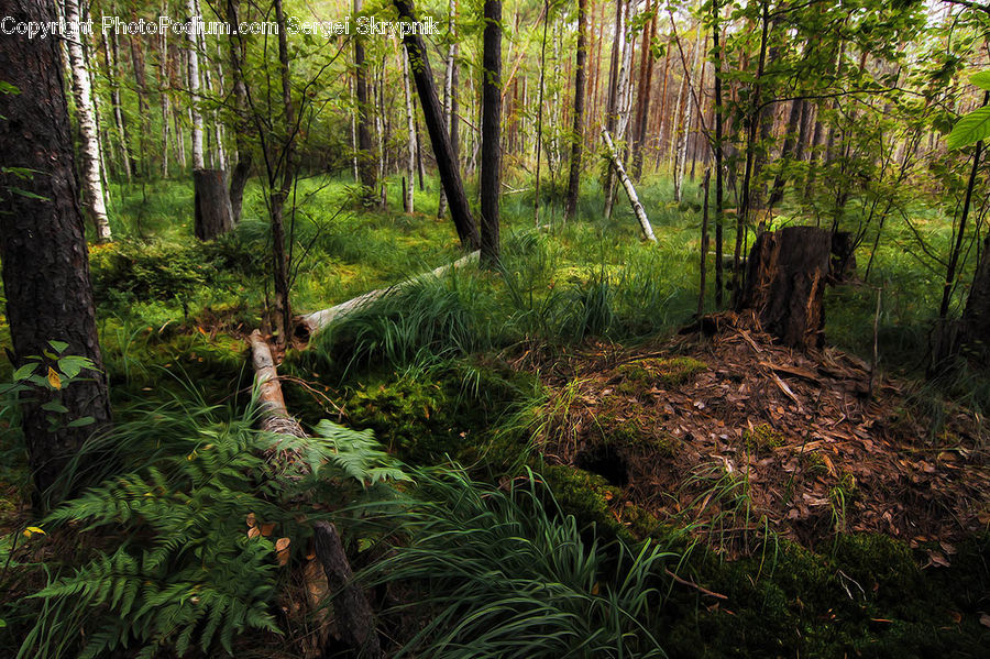 Forest, Vegetation, Fern, Plant, Jungle, Rainforest, Conifer