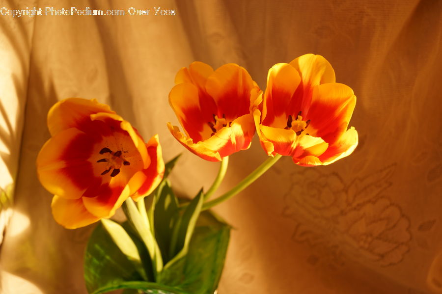 Blossom, Flora, Flower, Plant, Tulip, Crocus, Geranium