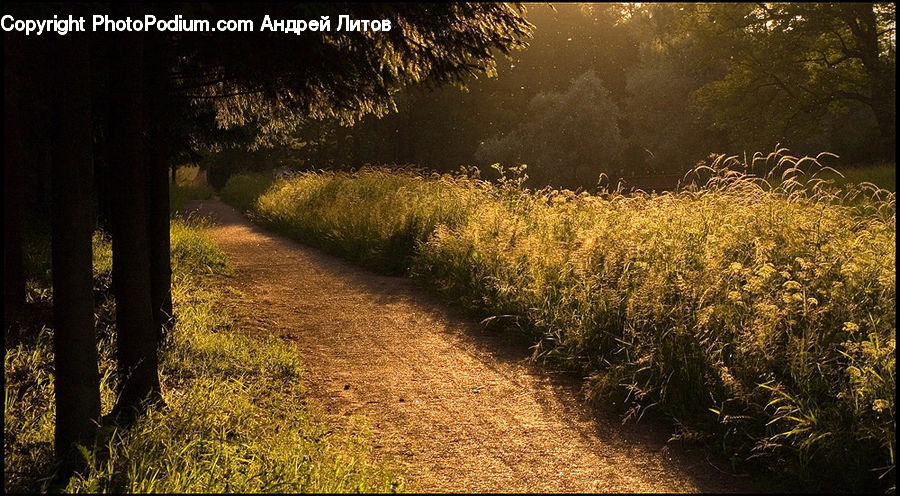 Dirt Road, Gravel, Road, Bush, Plant, Vegetation, Blossom