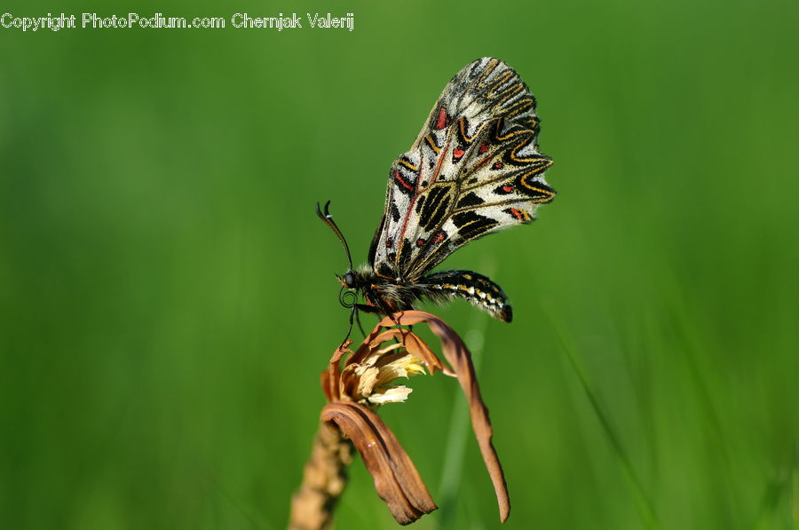 Insect, Invertebrate, Arachnid, Garden Spider, Spider, Butterfly, Blossom