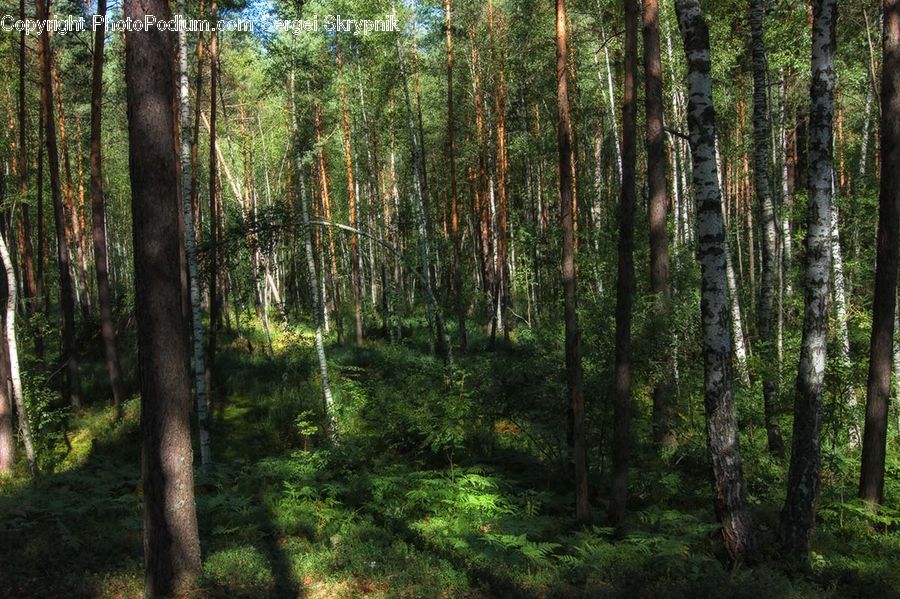 Forest, Vegetation, Grove, Land, Fir, Jungle, Rainforest