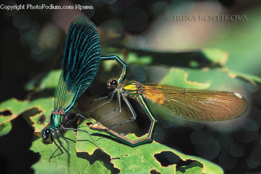 Ant, Insect, Invertebrate, Butterfly, Anisoptera, Dragonfly, Aphid