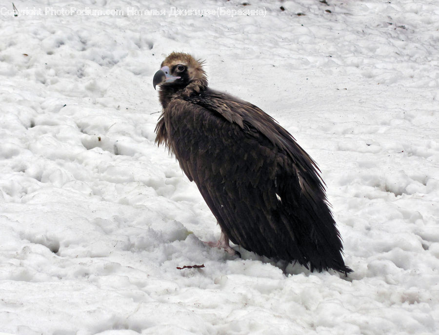 Bald Eagle, Bird, Eagle, Beak