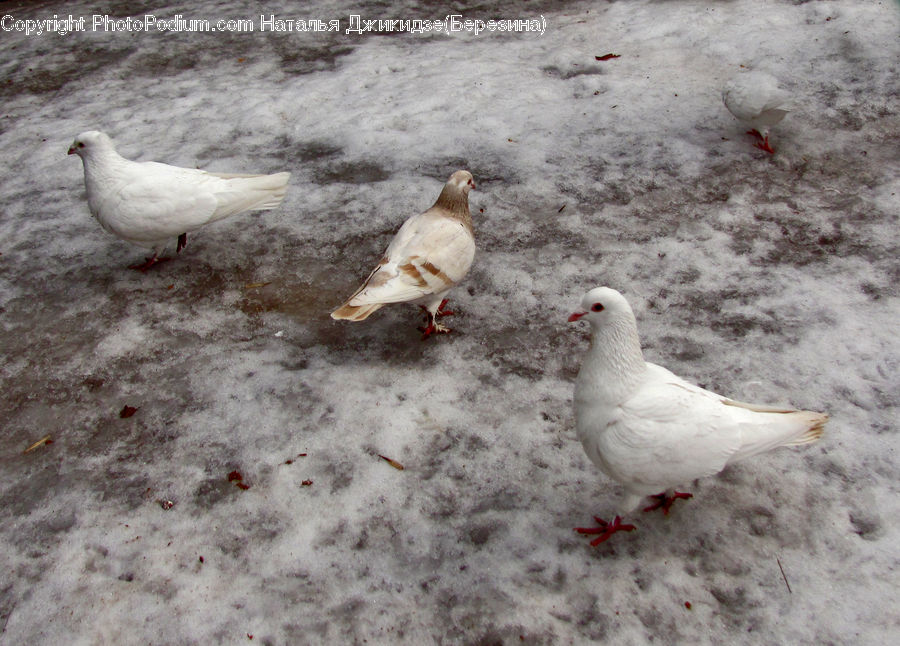 Bird, Pigeon, Dove