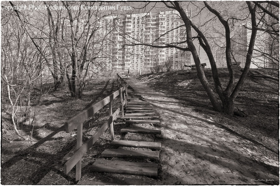 Path, Trail, Forest, Grove, Land, Vegetation, Jungle