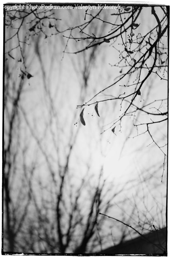Silhouette, Plant, Tree, Birch, Wood, Outdoors, Blossom