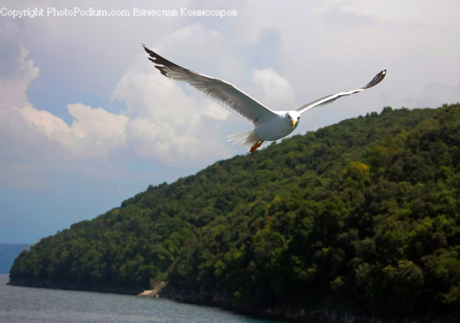 Bird, Seagull, Booby, Forest, Vegetation, Jungle, Rainforest