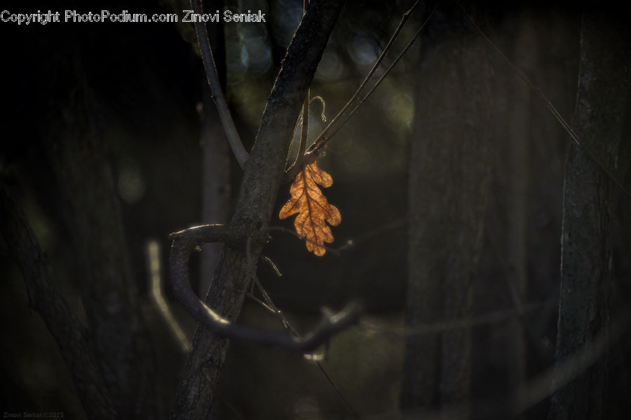 Arachnid, Garden Spider, Insect, Invertebrate, Spider, Leaf, Plant