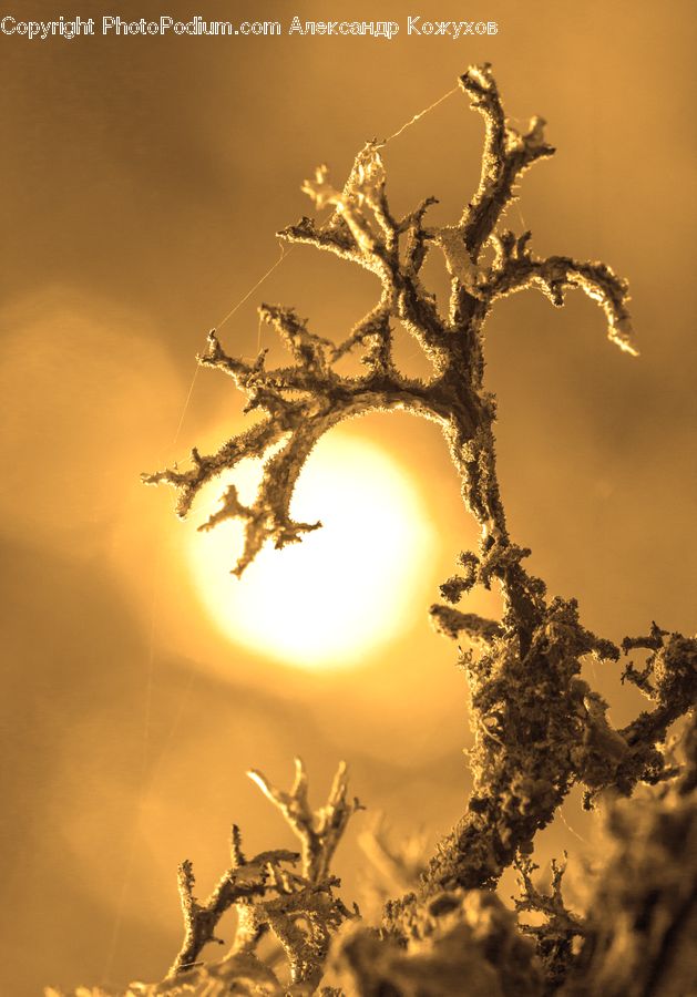 Conifer, Fir, Plant, Tree, Flare, Light, Sunlight