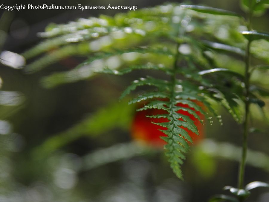 Conifer, Fir, Plant, Tree, Pine, Spruce, Wood