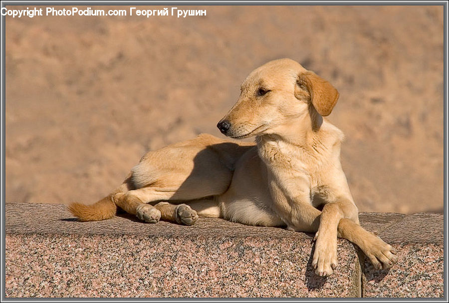 Animal, Canine, Dog, Labrador Retriever, Mammal, Pet, Golden Retriever