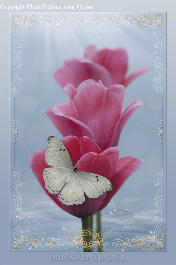 Blossom, Flora, Flower, Geranium, Plant, Carnation, Flower Arrangement