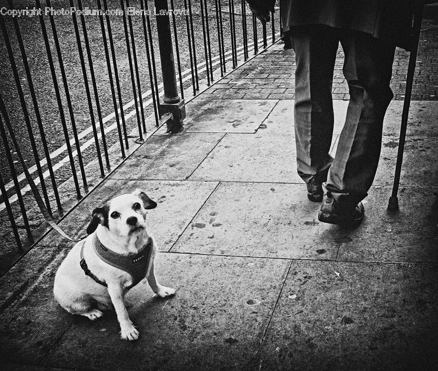 Leisure Activities, Walking, Animal, Boardwalk, Path, Pavement, Sidewalk