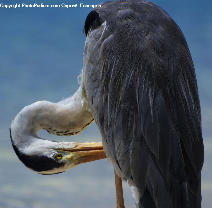 Beak, Bird, Head, Portrait, Eating