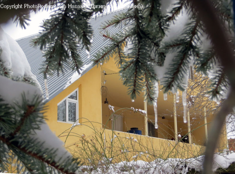 Conifer, Fir, Plant, Tree, Building, Housing, Pine