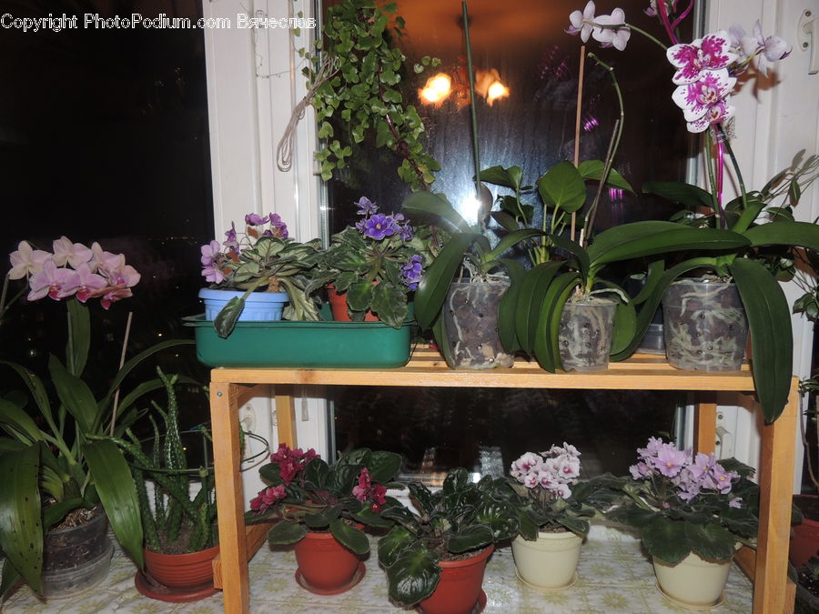 Plant, Potted Plant, Floral Design, Flower, Flower Arrangement, Flower Bouquet, Ikebana
