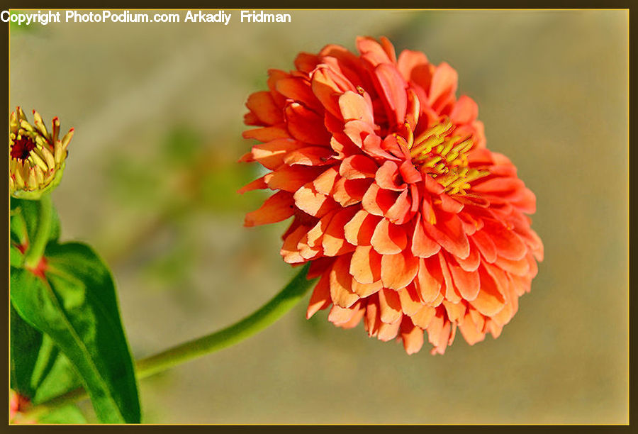 Blossom, Dahlia, Flora, Flower, Plant, Geranium, Vegetation