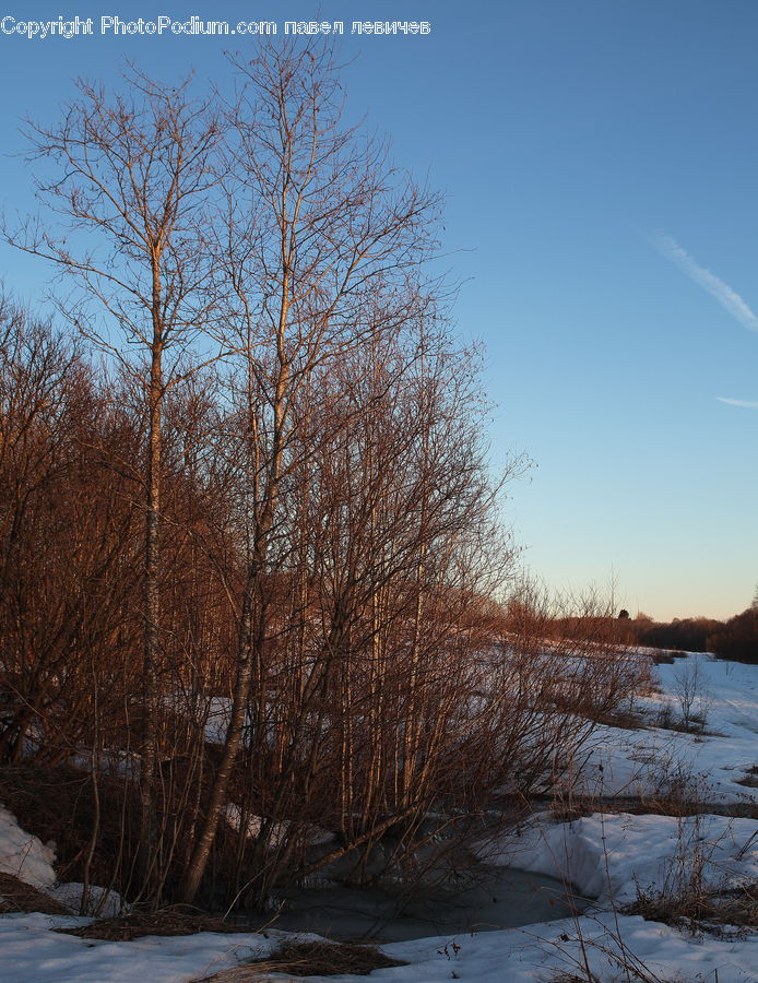 Birch, Tree, Wood, Dirt Road, Gravel, Road, Field