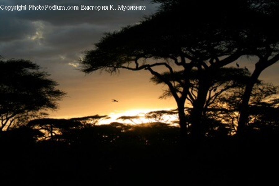 Silhouette, Plant, Tree, Dusk, Outdoors, Sky, Sunlight