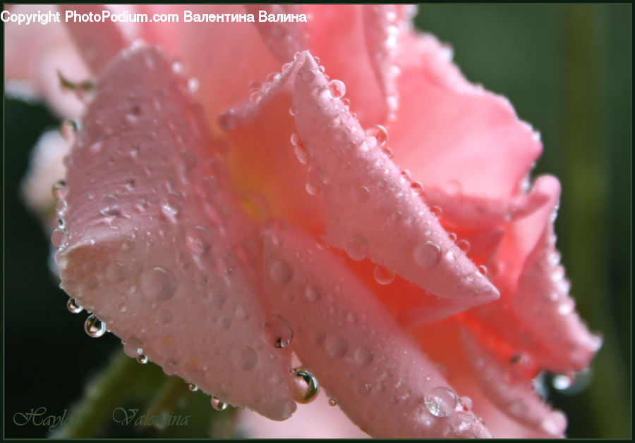 Blossom, Carnation, Flower, Plant, Flora