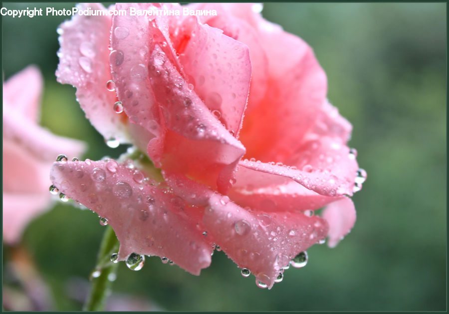 Frost, Ice, Outdoors, Snow, Blossom, Carnation, Flower