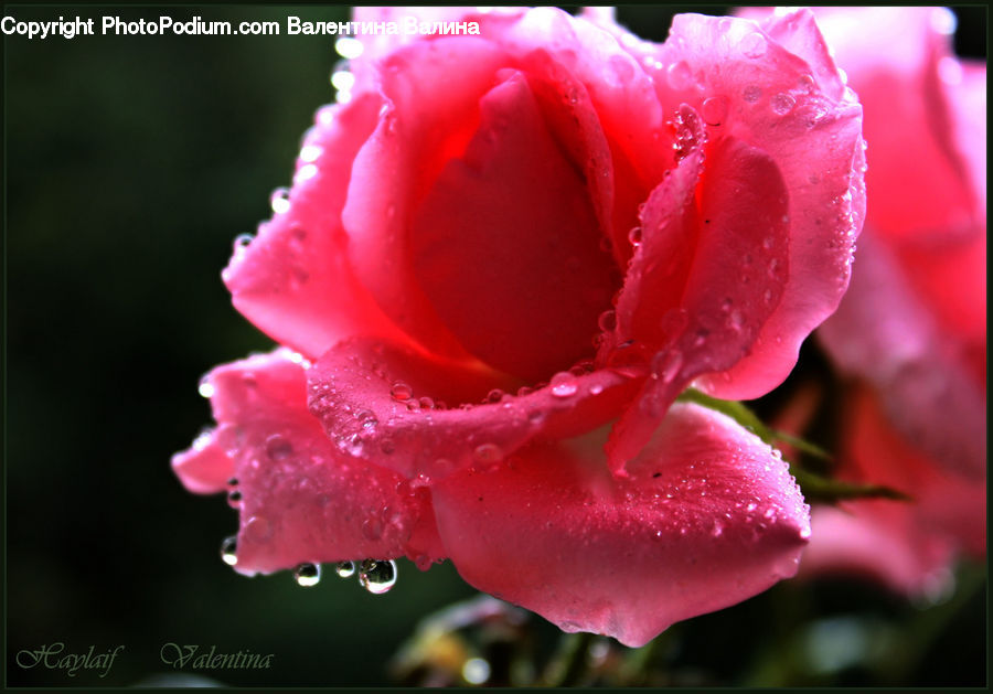 Blossom, Carnation, Flower, Plant, Rose, Flora, Gladiolus