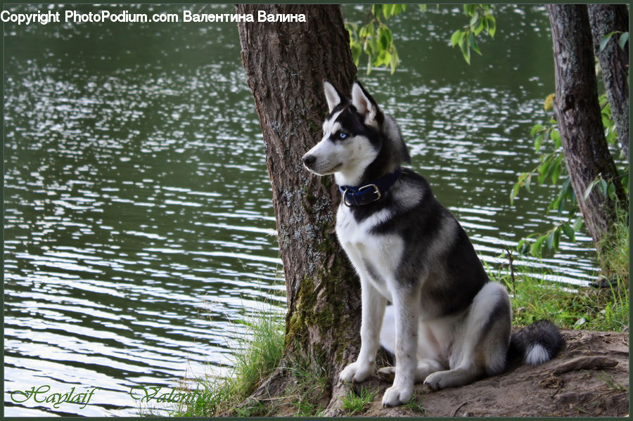 Animal, Canine, Dog, Husky, Mammal, Pet, Forest