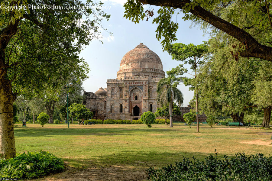 Architecture, Dome, Plant, Tree, Oak, Sycamore, Tree Trunk