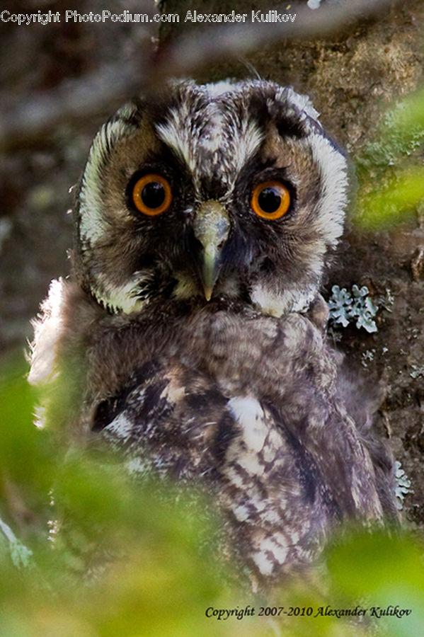Beak, Bird, Owl, Wildlife